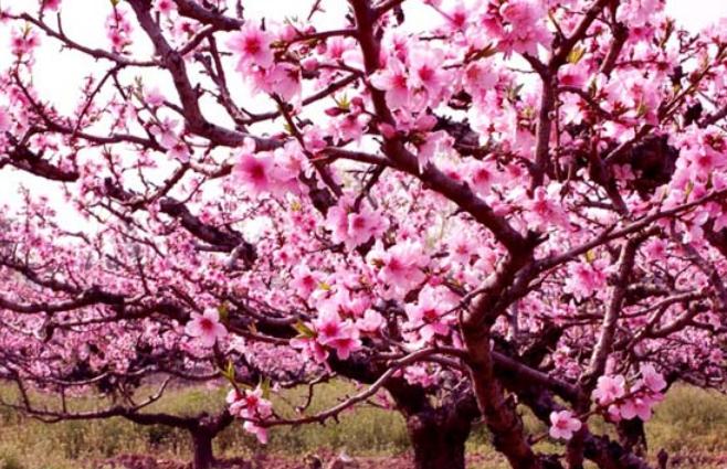 musim semi awal imlek cina